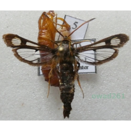 Chamaesphecia palustris Kautz, 1927 Przeziernik bagienny Slovakia5